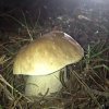 Boletus edulis